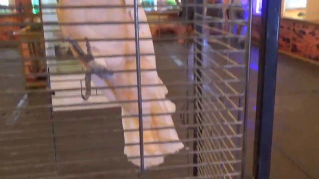 Смотрим обезьян и рептилии смотреть онлайн