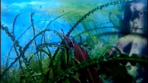 кринум курчавый . Борьба с водорослями в аквариуме. Кринум и водоросли.