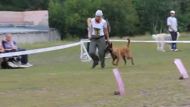 Выставка собак. Березники 11.08.2013 г.Ю бельгийская овчарка, щенок смотреть онлайн
