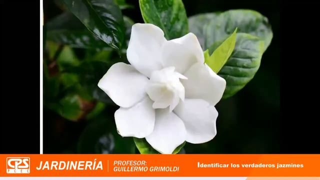 8° Charla de Jardinería – Bloque 1 – «Cómo identificar jazmines verdaderos» смотреть онлайн