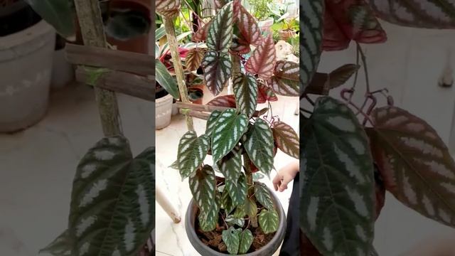 Unboxing a stunning plant | Cissus Discolor (Rex Begonia Vine) #tbt #beautifulplants #viningplants смотреть онлайн