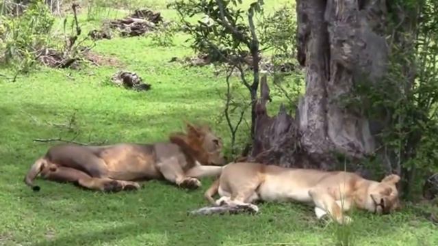 RELAXING AFRICAN SAVANNAH ETNICA MUSIC - Musica Relajante Africa смотреть онлайн