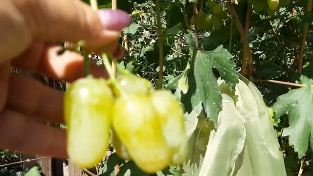 Виноград Гордей. 2020г.