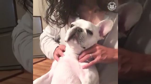 Животные балдеют!! смотреть онлайн