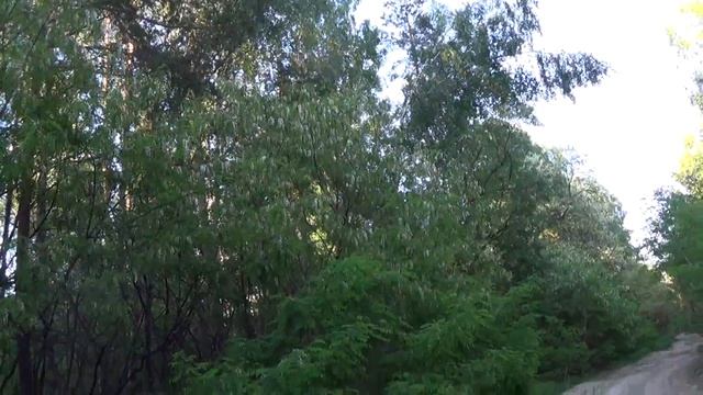 Расцвела аллея акаций в Брянском лесу смотреть онлайн