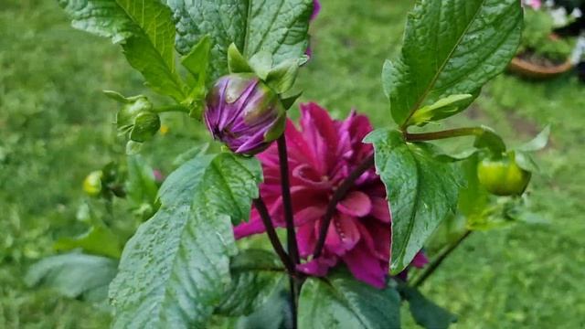 Thomas Edison Dahlia