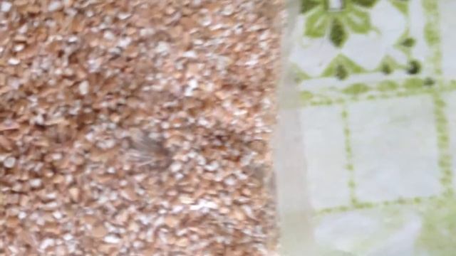 Моль в пакете с пшеничной крупой смотреть онлайн