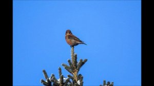 Голос Клеста - Еловика..wmv