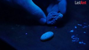 ✅ Как найти драгоценные камни янтарь с помощью UF ультрафиолета в реке топим янтарем печь