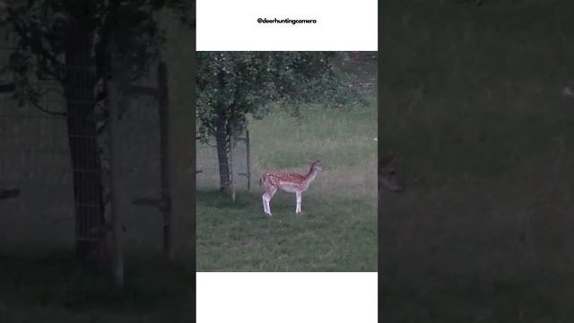 deer and animal "hunting" with my #Sony-FDR-AX53 #nature #asmr #camera #sony #animals #deer смотреть онлайн