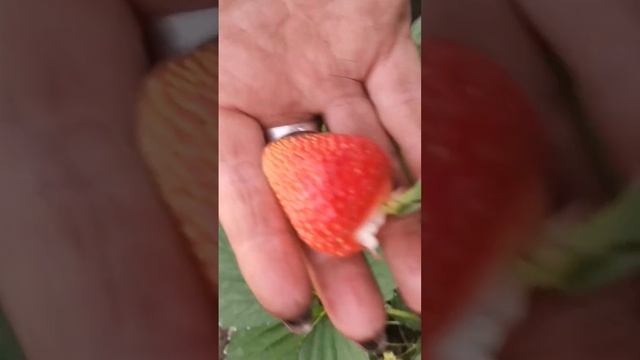 Земляника Сельва в моей теплице стартовала первой. #земляника #клубника #теплица смотреть онлайн