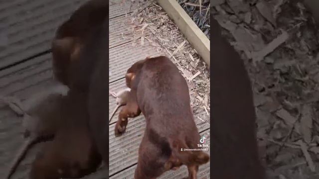 Patterdale terrier kills big rat on bridge смотреть онлайн