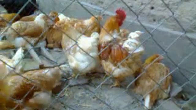 копчения мяса мини мясных! корм! Юрловские голосистые петухи смотреть онлайн