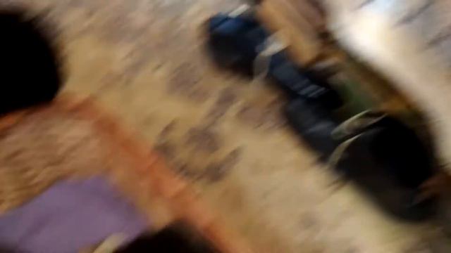 Шотландские котята, ищут добрые ручки