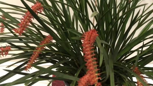 Dendrochilum wenzelii... Цветение и уход смотреть онлайн