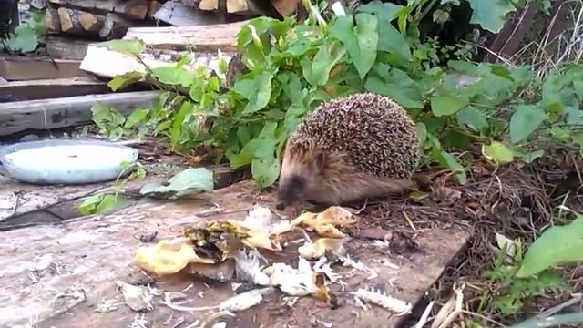 Чем питаются ежи