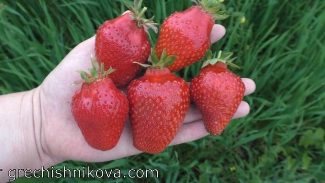 АЛЕКСАНДРА ранний сорт клубники смотреть онлайн