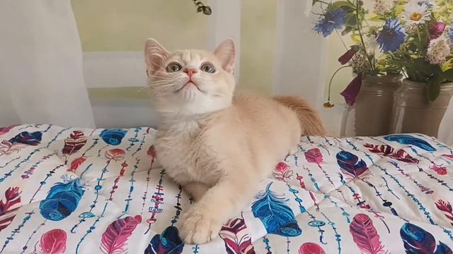 Кремушек смотреть онлайн