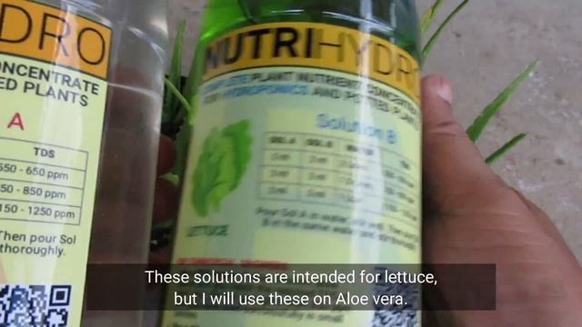 Growing Aloe vera in Water with Hydroponic Solution смотреть онлайн