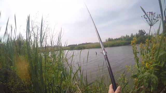 КАРП НА ПОПЛАВОК В ЗАРОСЛЯХ КАМЫША. смотреть онлайн