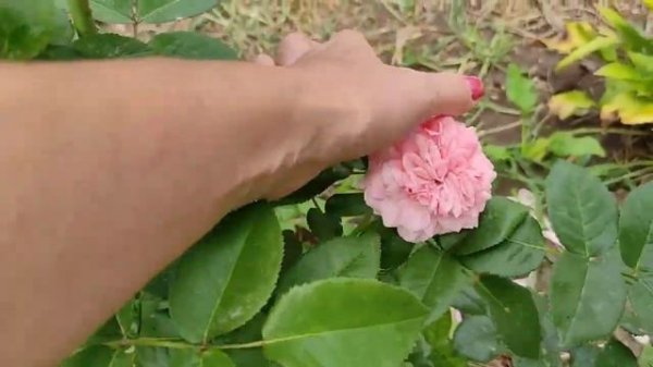 Обзор сада 4