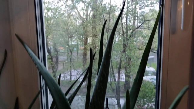 ещё цветы.и это ещё не все.у нас их много!помешали...пойду смотреть онлайн