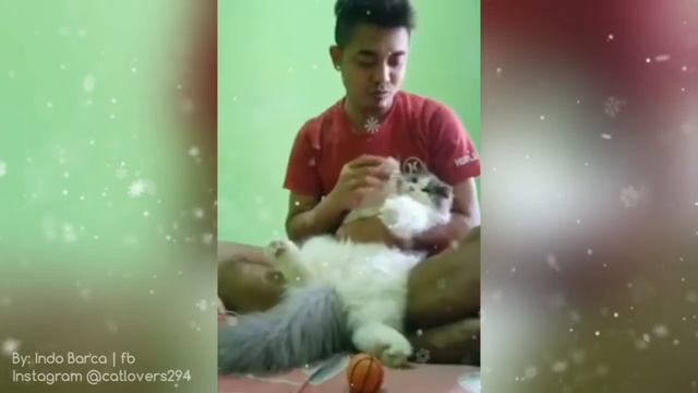 Mending main sama kucing daripada main sama yang suka php ?? - Cat Lovers смотреть онлайн
