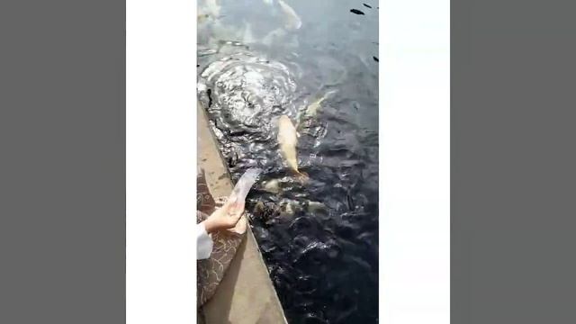 Taman Air Tirta Gangga. Bali смотреть онлайн