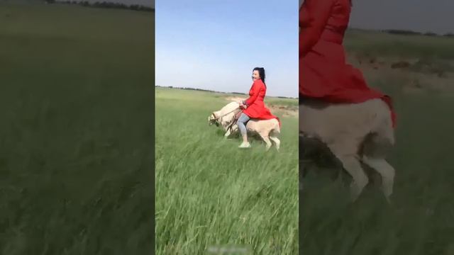 Girl rides her sheep смотреть онлайн
