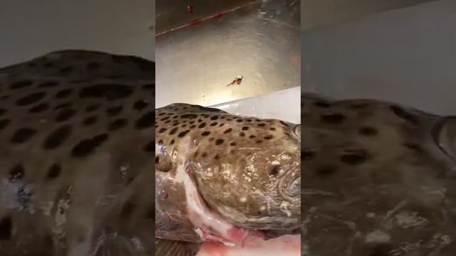 зубатка пёстрая смотреть онлайн