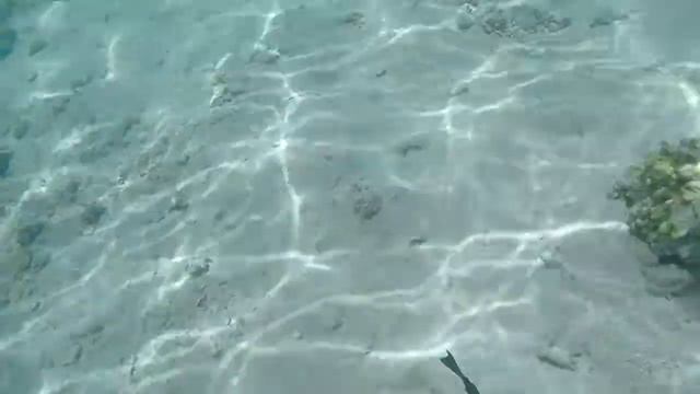Красное море рыбки смотреть онлайн