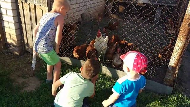 Голодные курицы и злой петух смотреть онлайн