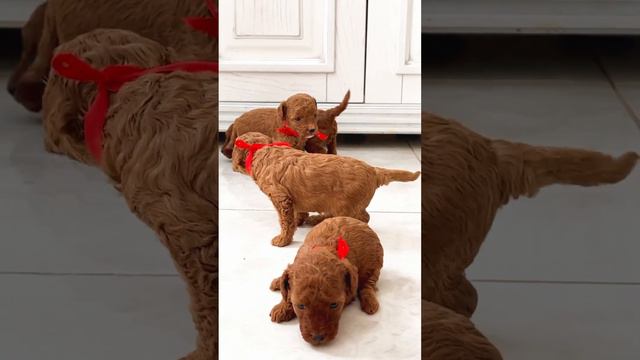 Банда рыжих щенков - щенки смотреть онлайн