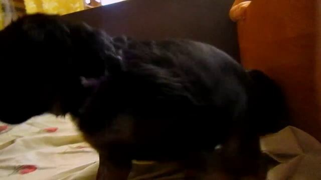 детки 22 дня от роду Юли и Франта.2015.г.