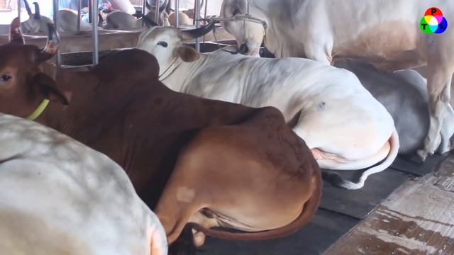 বাহুবলি গরুর খামার ঢাকার সাদেক এগ্রো। Sadeq Agro of cattle farm Dhaka . смотреть онлайн