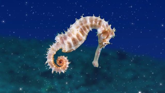 Seahorse Spirit Guide - Ask the Spirit Guides Oracle, Totem Animal, Power Animal, Magical Crafting смотреть онлайн