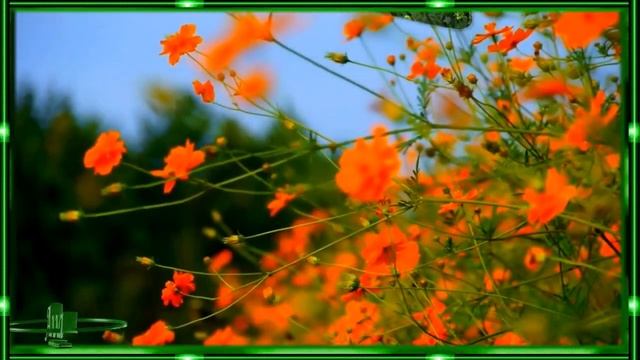 ЗАМЕЧАТЕЛЬНАЯ ПЕСНЯ ! ПОЛЕВЫЕ ЦВЕТЫ ! ВАЛЕРИЙ ПАЛАУСКАС ! смотреть онлайн