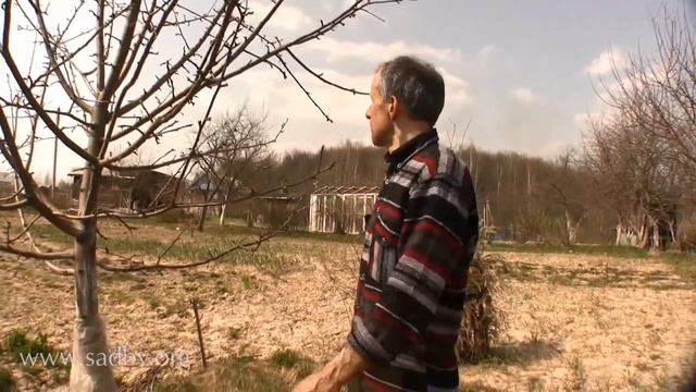 Победим цветоеда-долгоносика. Видеокурс Уход за плодовыми деревьями. Яблонь, груша, боярышник. © смотреть онлайн