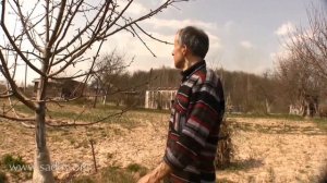 Победим цветоеда-долгоносика. Видеокурс Уход за плодовыми деревьями. Яблонь, груша, боярышник. ©