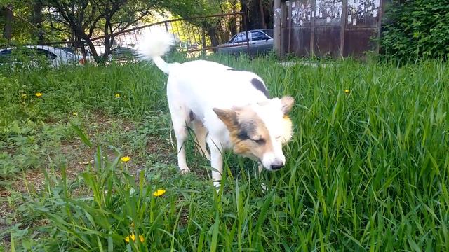 Stepan for a walk. Green grass. Стёпа на прогулке. Зелёная трава. смотреть онлайн