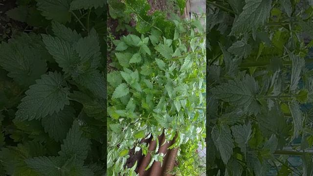 ЧАЙ с ТРАВАМИ(2020)/Чай с мелиссой/Чай с мятой/Полезные растения/Plants смотреть онлайн