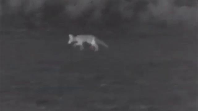 Лисы ночью. Пульсар Хелион. / Foxes at night. Pulsar Helion. смотреть онлайн