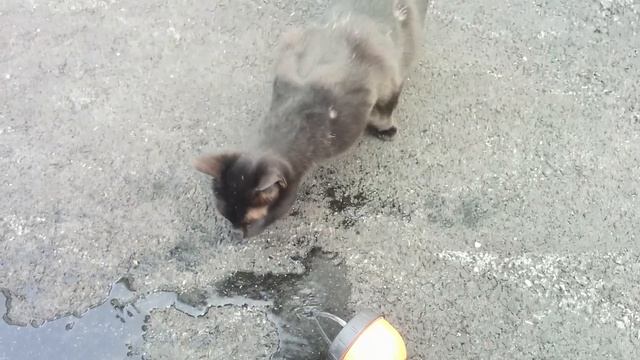 American Ringtail Cat Inspects a Water Nozzle смотреть онлайн
