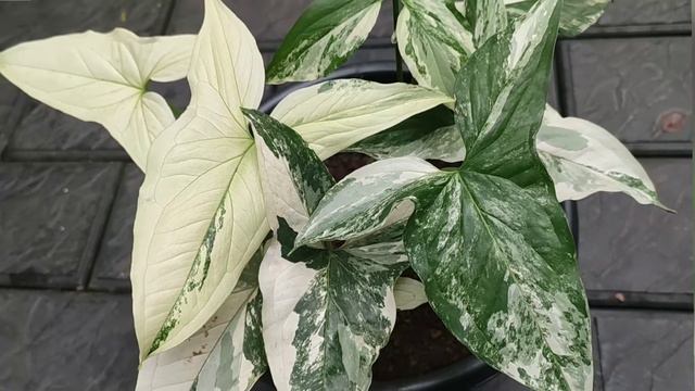 2 Rare varieties of syngonium смотреть онлайн
