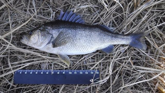 Не все рыбаки об этом знают, что окуни бывают разные! смотреть онлайн