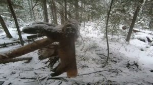 Охота На Соболя | Капканы: Так Соболя Я Ещё Не Ловил | Остров с СЮРПРИЗОМ от КД