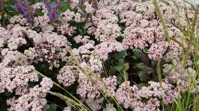 Sedum 'Matrona' смотреть онлайн