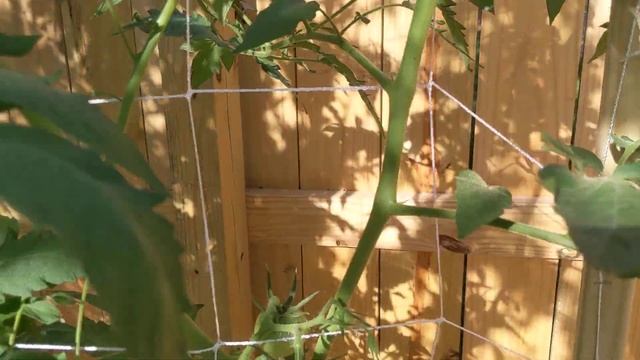 ??? Томаты на гидропонике | Dutch Bucket ??? Dwarf tomato, Биг Биф. смотреть онлайн