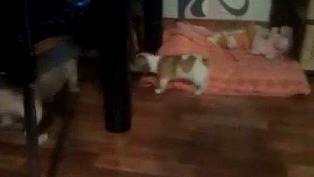 Любимый щенок смотреть онлайн