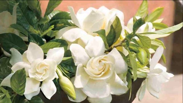 Комнатные растения, которые цветут круглый год смотреть онлайн